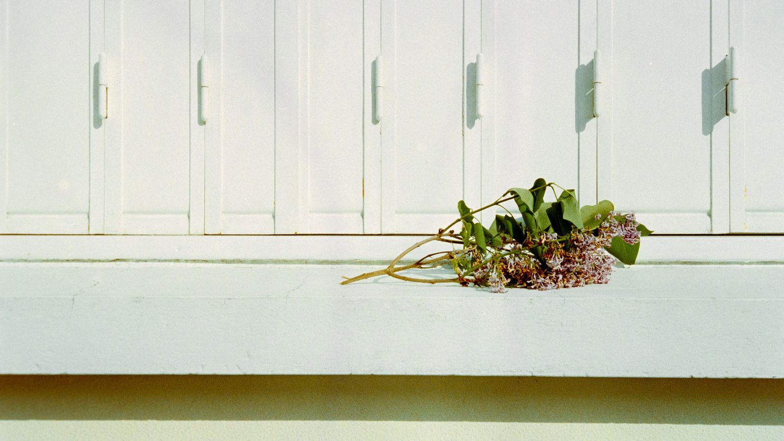A single sprig of lilac resting on an otherwise empty white ledge